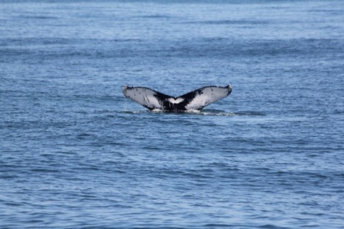 a bird flying over a body of water