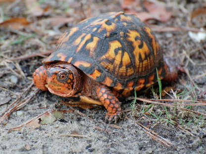 a turtle in the grass