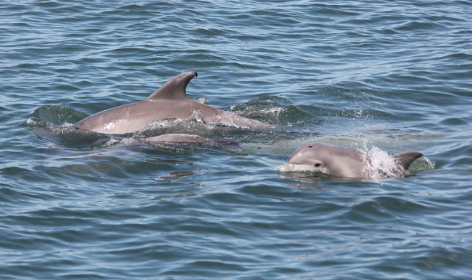 a dolphin swimming in a body of water