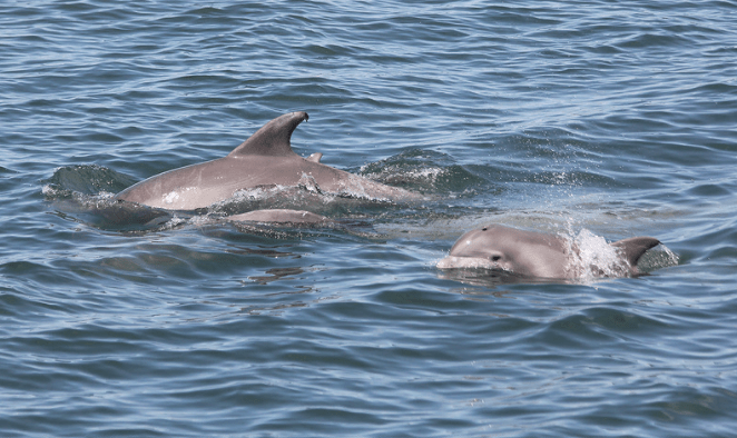 Social Hierarchy Of Atlantic Bottlenose Dolphins (Tursiops Truncatus ...