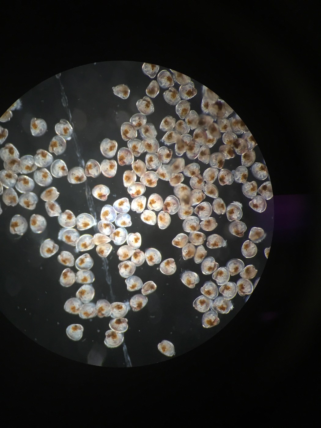 The Importance Of Oyster Restoration | Cape May Whale Watch & Research ...