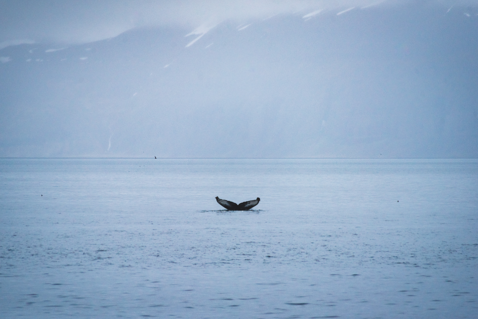 Screen Shot 2018-07-18 at 8.32.34 PM a small boat in a body of water