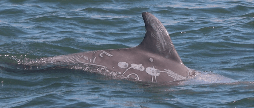 a small animal in a body of water