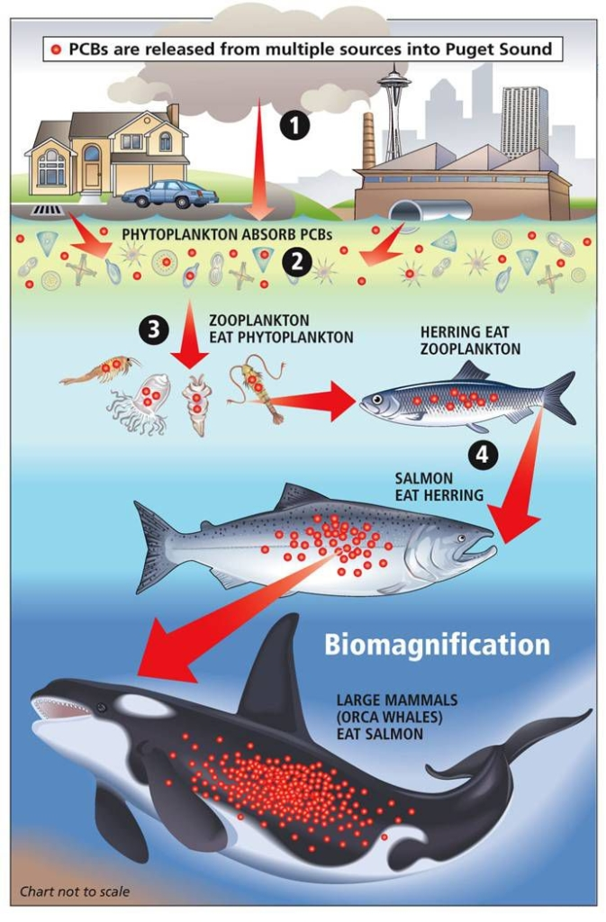 biomagnificationfoodweb diagram