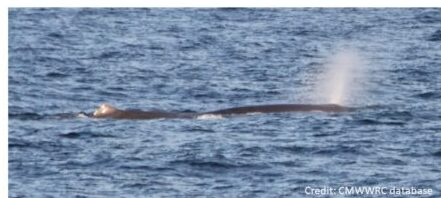 a whale jumping out of the water