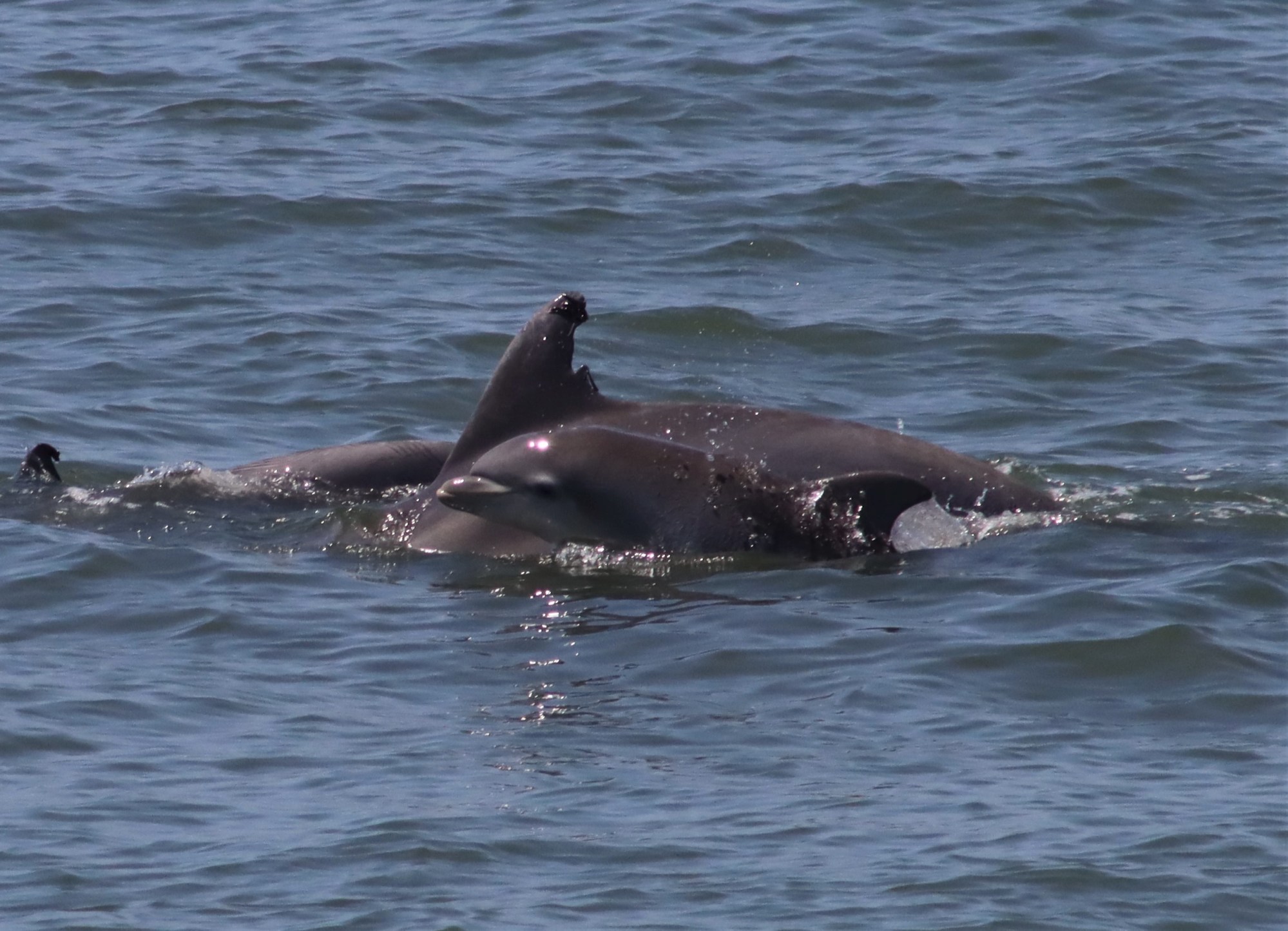 a dog swimming in a body of water