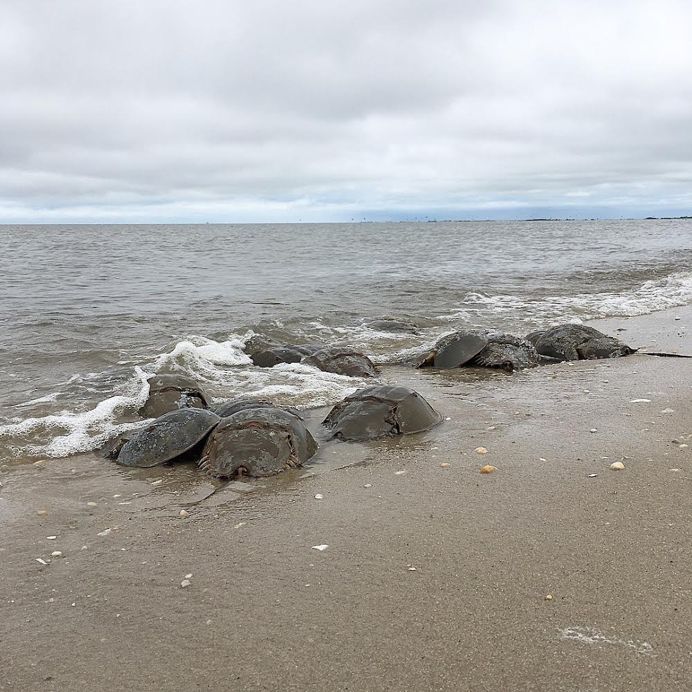 a sandy beach next to the ocean