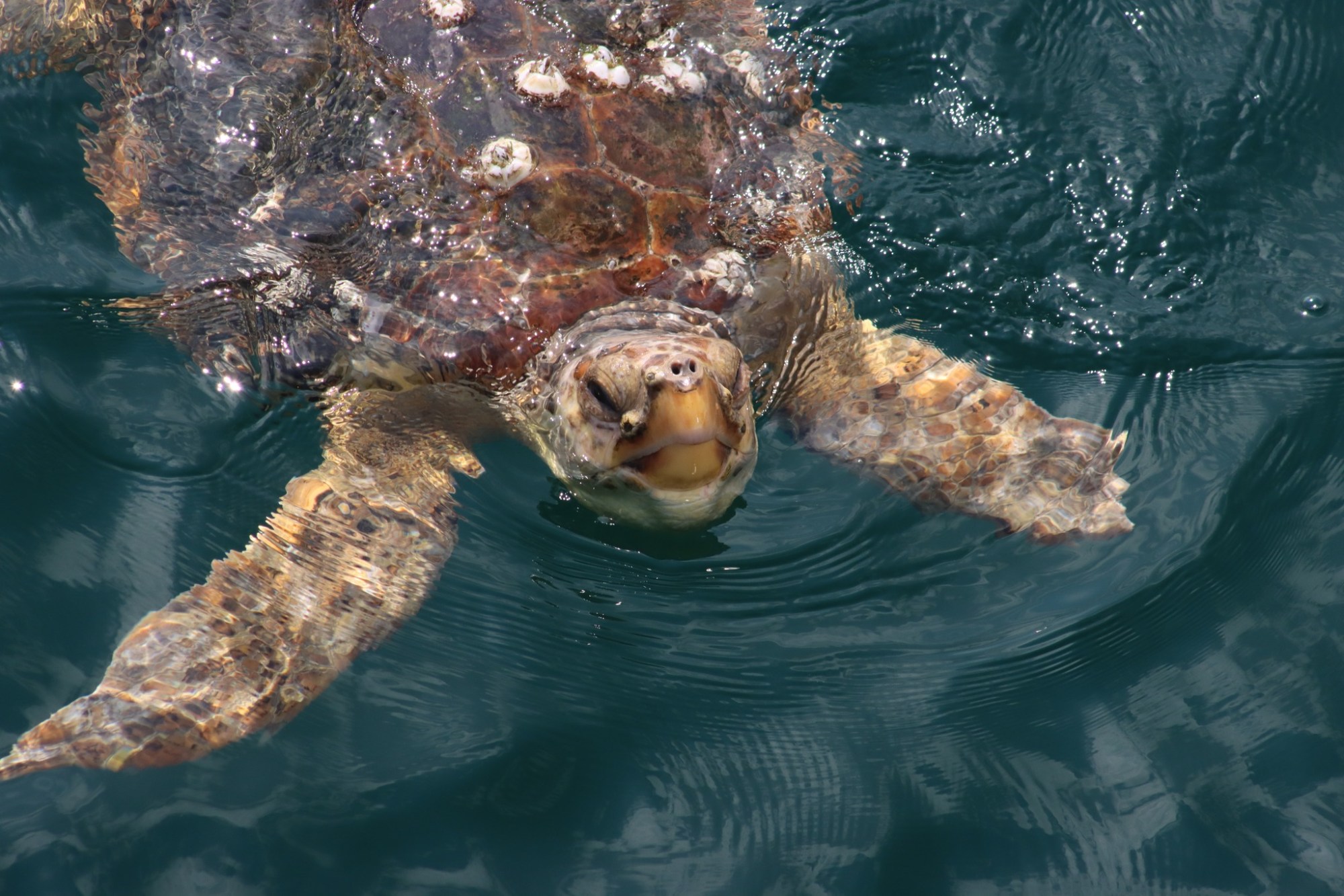 296254545_5830477000300635_5406501146290783051_n a turtle swimming under water