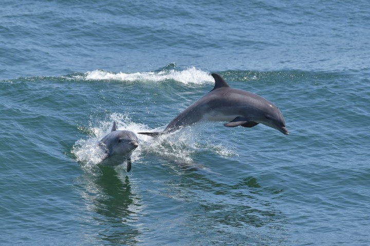 an animal swimming in the ocean