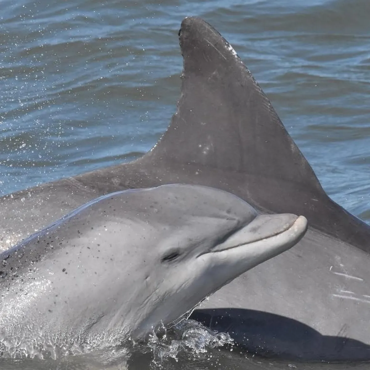 a dolphin jumping out of the water