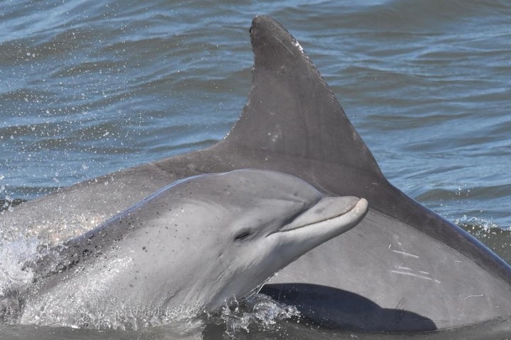 a dolphin jumping out of the water