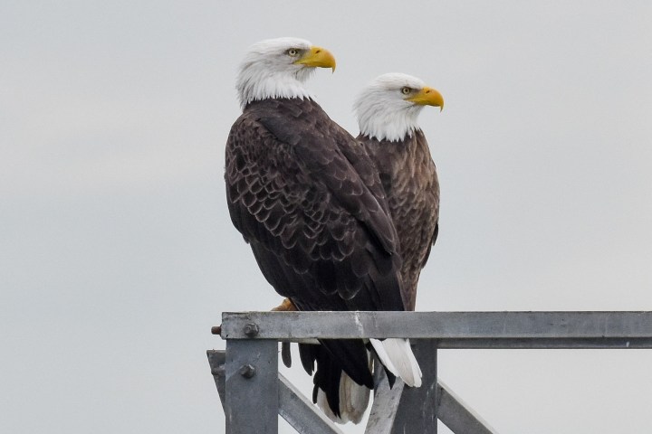 a bird sitting on top of a wooden post