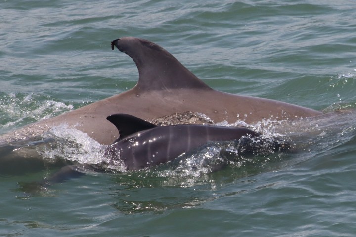 a small animal in a body of water