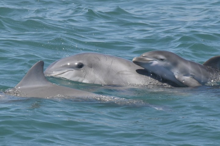 a dolphin swimming in a body of water