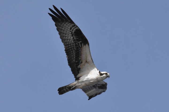 a bird flying in the air