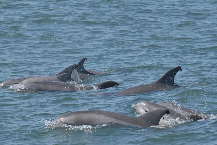 a dolphin jumping out of the water
