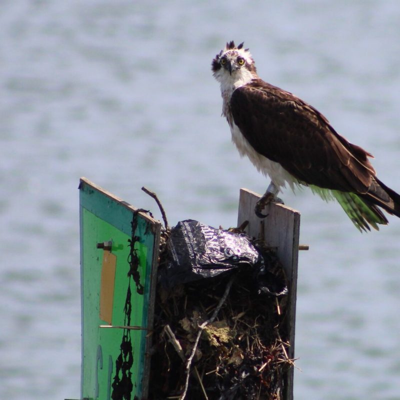 a bird sitting on top of a wooden post