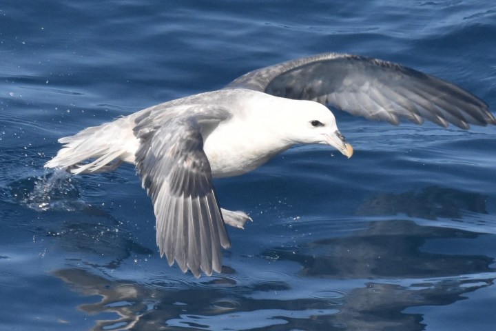 a bird swimming in water