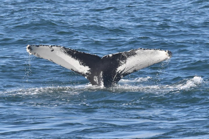 a whale jumping out of the water