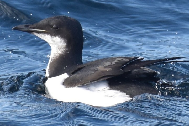 a bird swimming in water