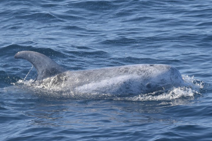 a whale jumping out of the water