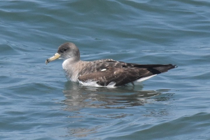 a bird swimming in water next to a body of water