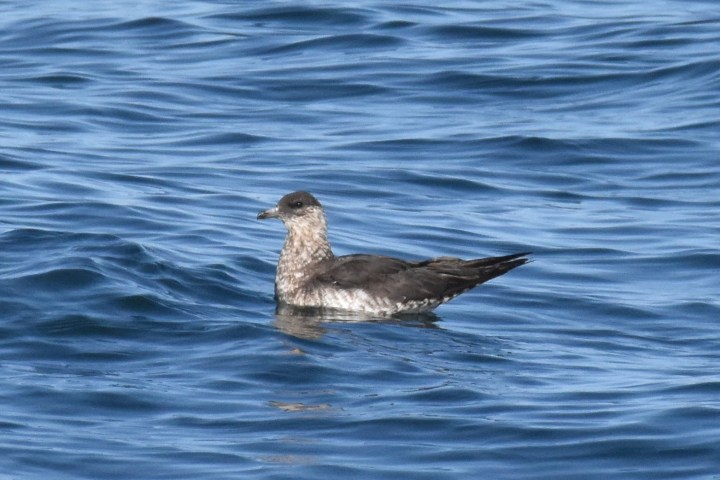 a bird swimming in water next to a body of water