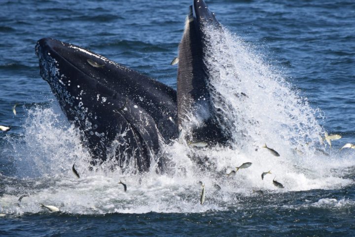 a man riding a wave on a surfboard in the water