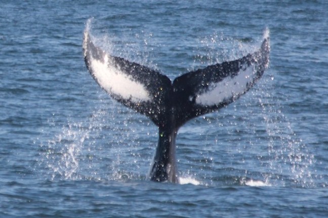 a whale jumping out of the water