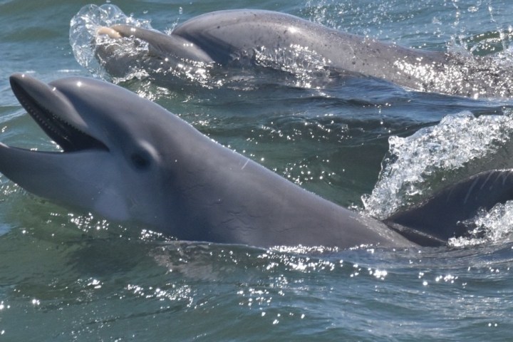 a dog swimming in a body of water