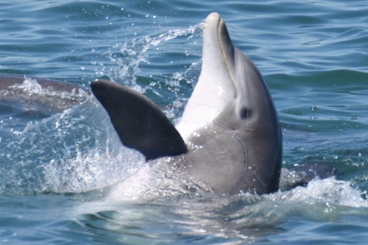 a dolphin swimming in a body of water