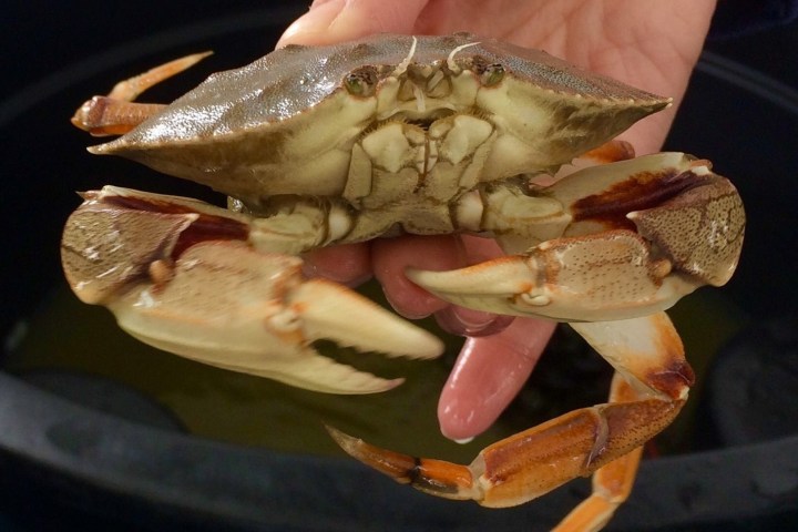 a crab on a table