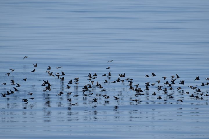 a flock of seagulls standing next to a body of water