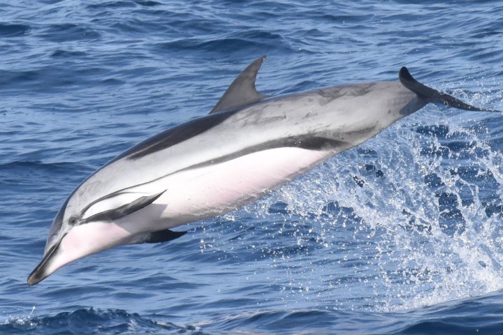 a dolphin jumping out of the water