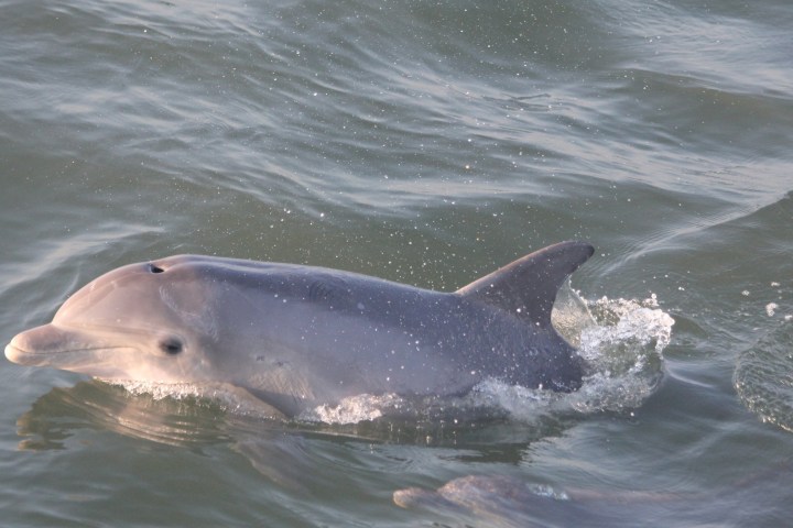 a dog swimming in a body of water
