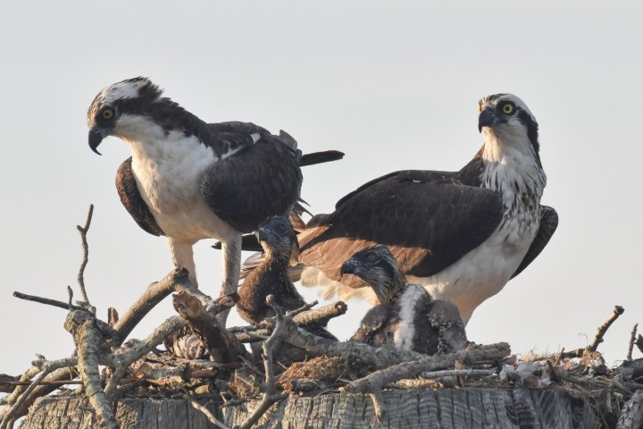 a flock of seagulls standing next to a bird