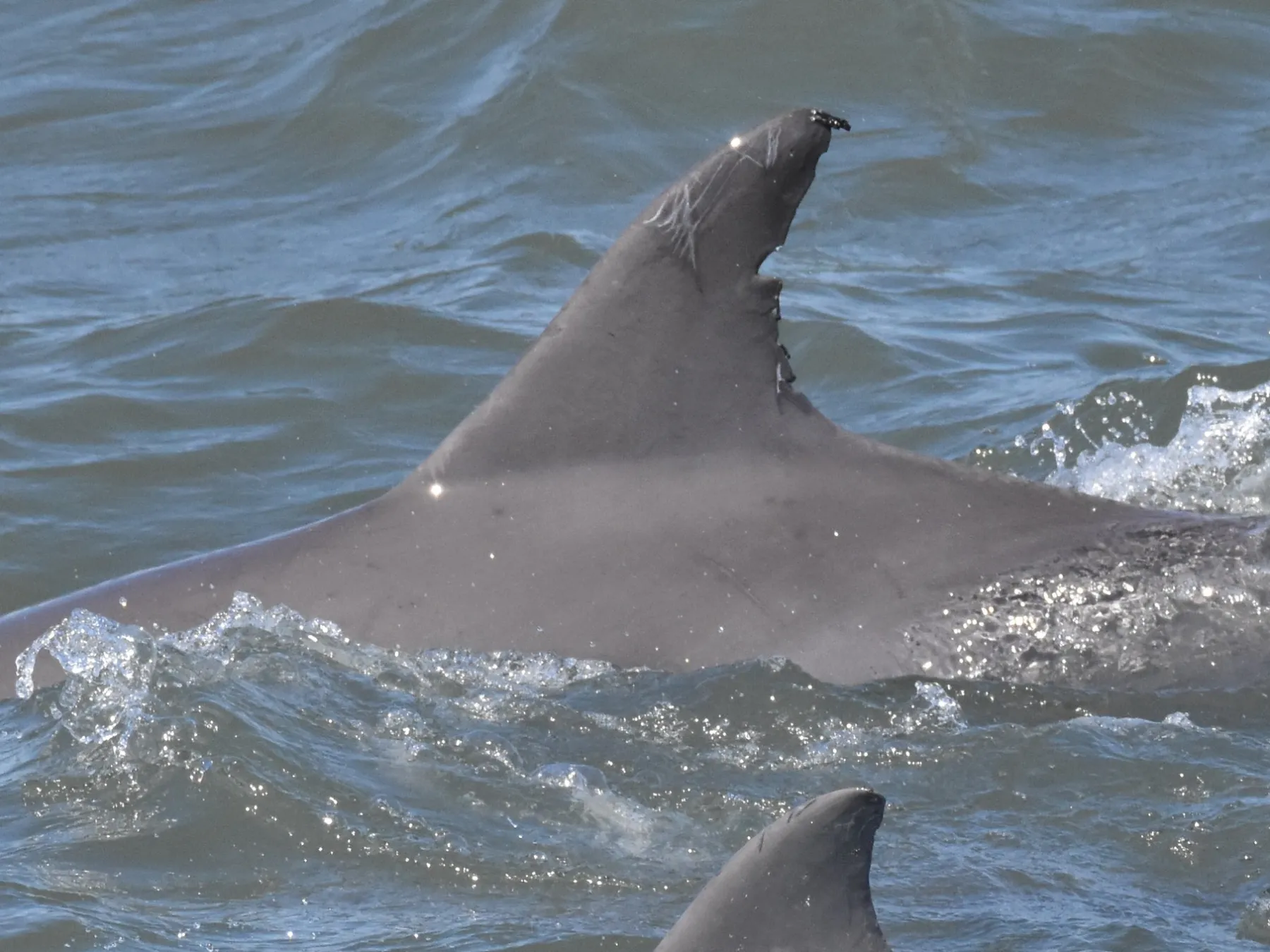 a dolphin swimming in a body of water