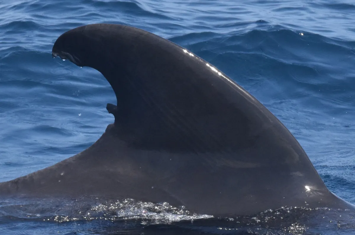Short-finned Pilot Whale