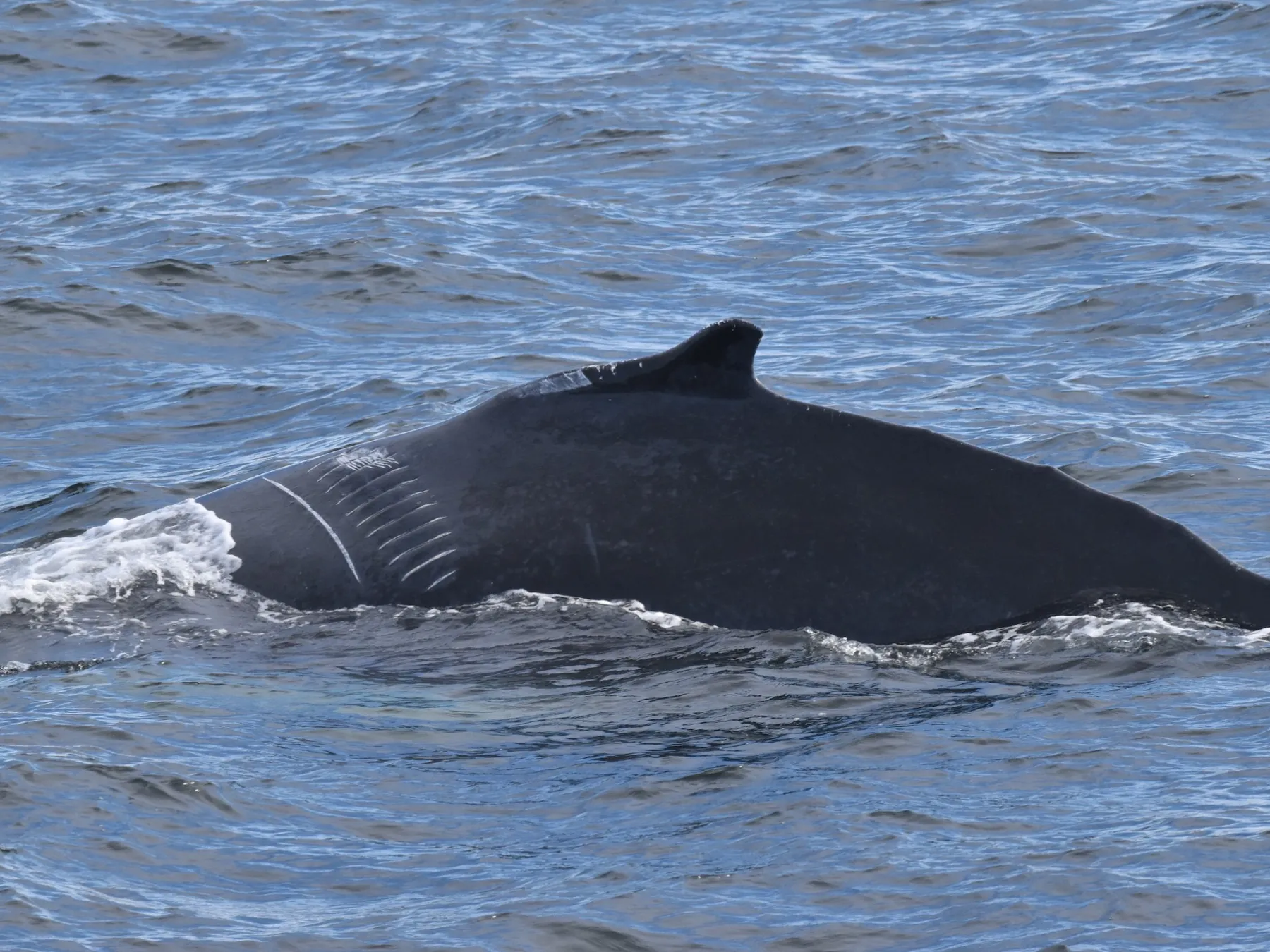 a whale swimming under water