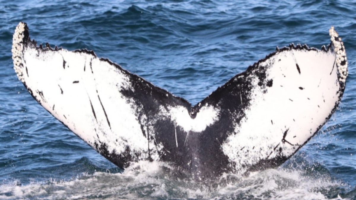 a whale jumping out of the water