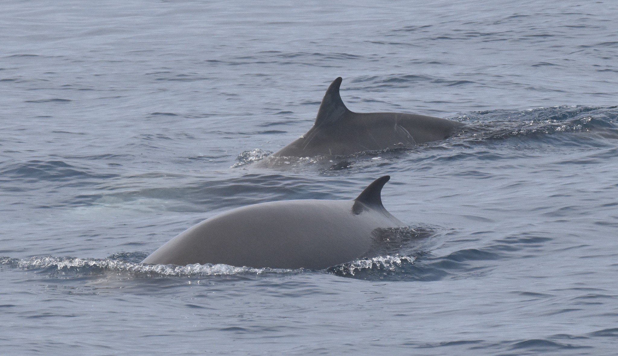 a whale swimming in a body of water