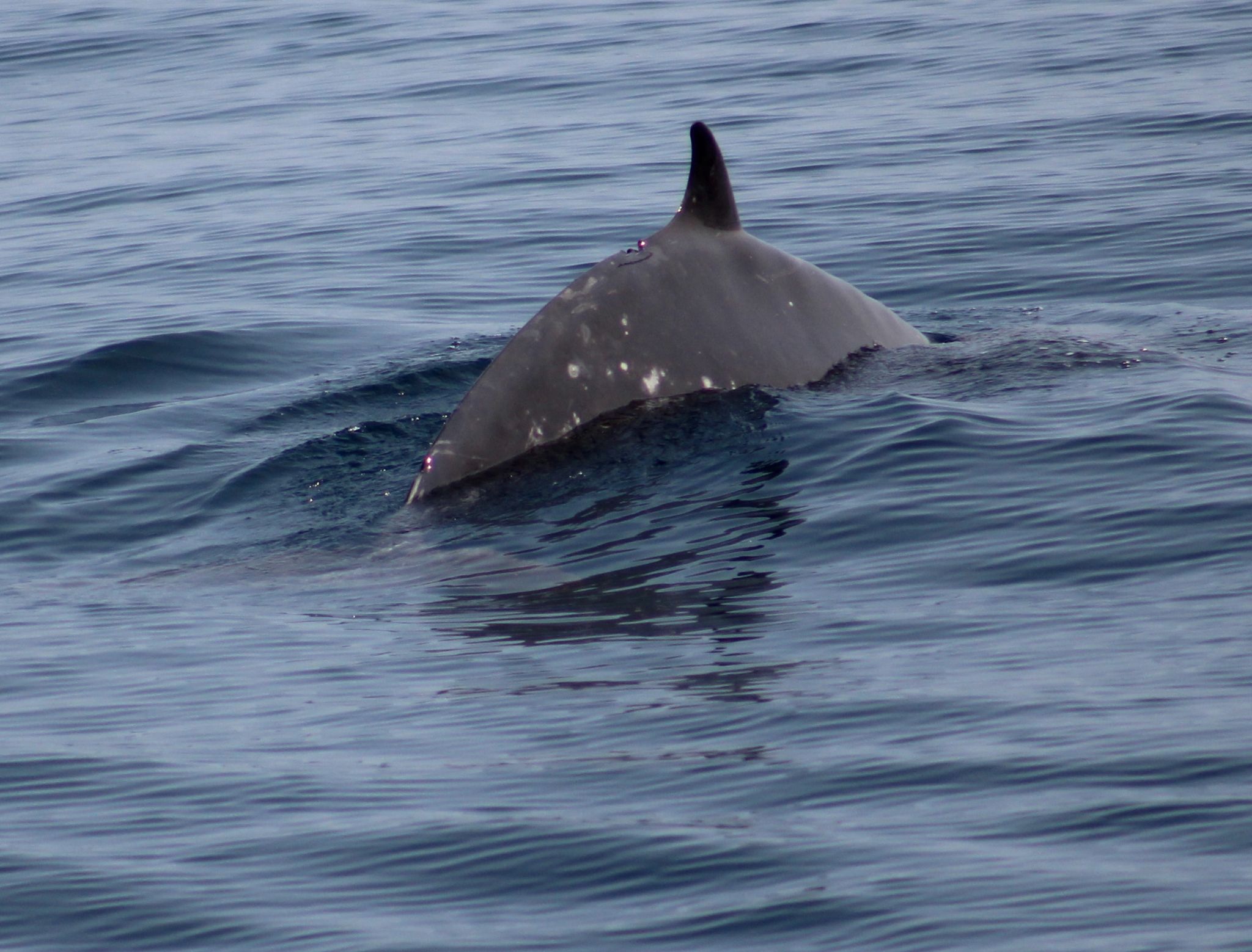 a whale swimming under water