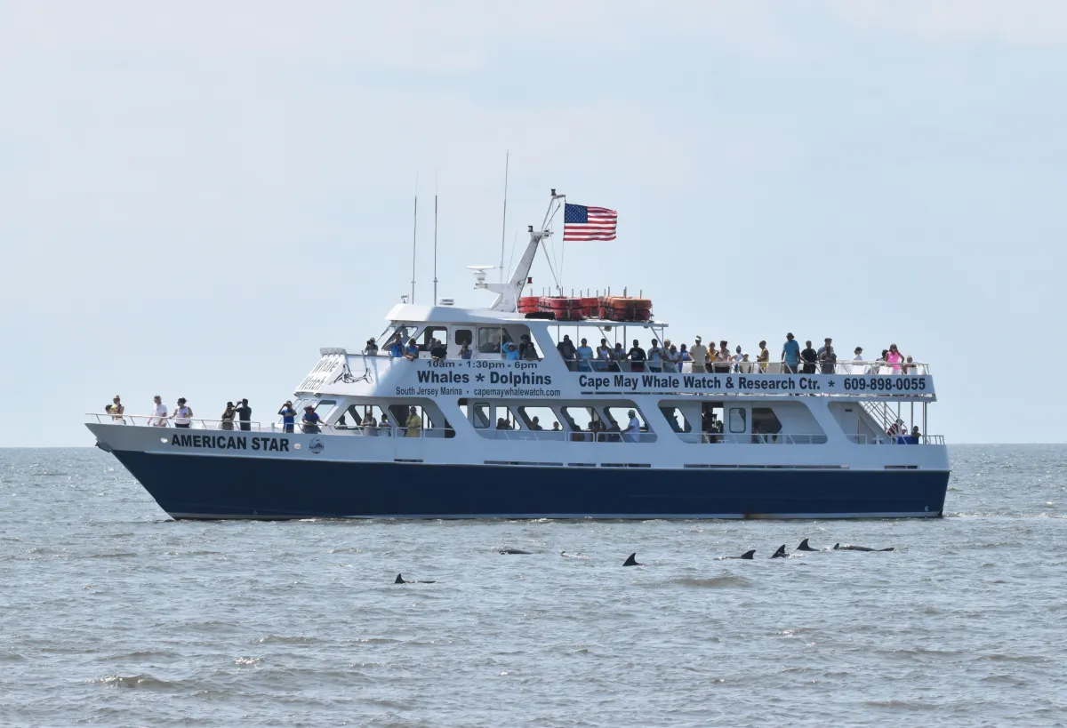American Star White whale watching boat with people onboard sails on the ocean as dolphins swim nearby.